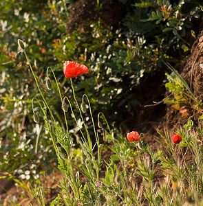 Papaver dubium (Papaveraceae)  - Pavot douteux, Petit coquelicot Var [France] 12/04/2008 - 130m