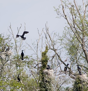 Phalacrocorax carbo (Phalacrocoracidae)  - Grand Cormoran Pas-de-Calais [France] 26/04/2008