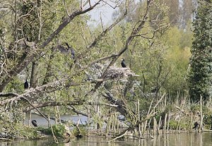 Phalacrocorax carbo (Phalacrocoracidae)  - Grand Cormoran Pas-de-Calais [France] 26/04/2008