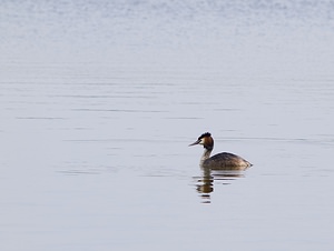 Podiceps cristatus (Podicipedidae)  - Grèbe huppé - Great Crested Grebe Pas-de-Calais [France] 26/04/2008