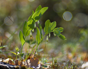 Polygonatum odoratum (Asparagaceae)  - Sceau-de-Salomon odorant, Polygonate officinal, Sceau-de-Salomon officinal - Angular Solomon's-seal Drome [France] 19/04/2008 - 300m