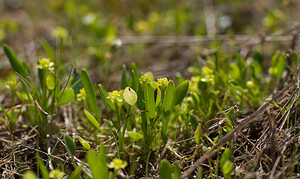 Ranunculus revelierei (Ranunculaceae)  - Renoncule de Revelière, Renoncule de Rodié Var [France] 14/04/2008 - 130mPlante extr?mement  rare, limit?e ? quelques stations dans le var (mares temporaires de la plaine des Maures) et en Corse.
(Crit?re d?terminant = p?tales plus courts que les s?pales. )