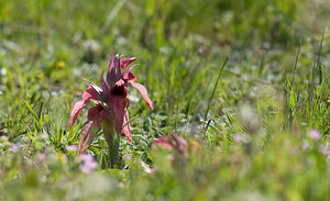 Serapias neglecta (Orchidaceae)  - Sérapias négligé - Scarce Tongue-orchid Var [France] 13/04/2008 - 130m