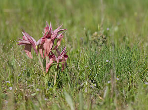 Serapias neglecta (Orchidaceae)  - Sérapias négligé - Scarce Tongue-orchid Var [France] 13/04/2008 - 130m