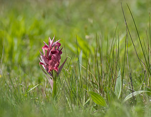 Serapias neglecta (Orchidaceae)  - Sérapias négligé - Scarce Tongue-orchid Var [France] 14/04/2008 - 130m