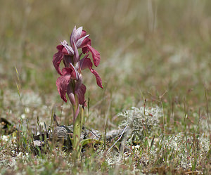 Serapias neglecta (Orchidaceae)  - Sérapias négligé - Scarce Tongue-orchid Var [France] 13/04/2008 - 80m