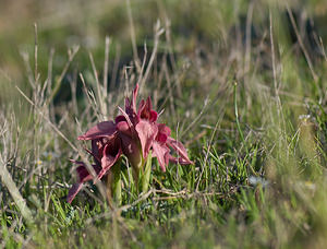 Serapias neglecta (Orchidaceae)  - Sérapias négligé - Scarce Tongue-orchid Var [France] 14/04/2008 - 70m