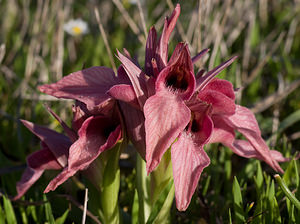 Serapias neglecta (Orchidaceae)  - Sérapias négligé - Scarce Tongue-orchid Var [France] 14/04/2008 - 70m