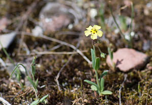 Tuberaria guttata (Cistaceae)  - Tubéraire tachetée, Hélianthème taché, Grille-midi, Hélianthème tacheté - Spotted Rock-rose Var [France] 13/04/2008 - 80m