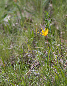 Tulipa sylvestris subsp. australis (Liliaceae)  - Tulipe australe, Tulipe des Alpes, Tulipe du Midi Var [France] 13/04/2008 - 90m