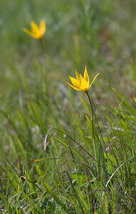 Tulipa sylvestris subsp. australis (Liliaceae)  - Tulipe australe, Tulipe des Alpes, Tulipe du Midi Var [France] 13/04/2008 - 90m