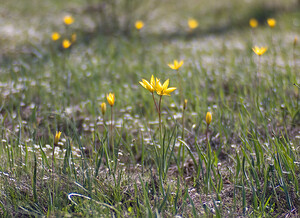 Tulipa sylvestris subsp. australis (Liliaceae)  - Tulipe australe, Tulipe des Alpes, Tulipe du Midi Var [France] 13/04/2008 - 90m