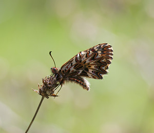 Zerynthia polyxena (Papilionidae)  - Diane, Thaïs - Southern Festoon Var [France] 14/04/2008 - 140m