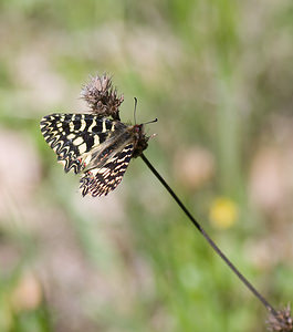 Zerynthia polyxena (Papilionidae)  - Diane, Thaïs - Southern Festoon Var [France] 14/04/2008 - 140m