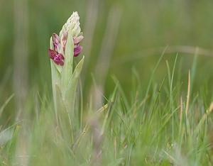 Anacamptis coriophora (Orchidaceae)  - Orchis punaise Aveyron [France] 16/05/2008 - 890m