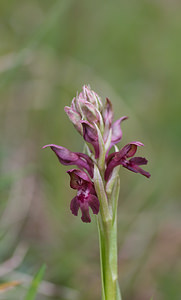 Anacamptis coriophora (Orchidaceae)  - Orchis punaise Aveyron [France] 16/05/2008 - 870m