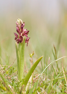 Anacamptis coriophora (Orchidaceae)  - Orchis punaise Aveyron [France] 16/05/2008 - 870m