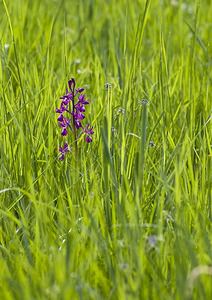 Anacamptis laxiflora (Orchidaceae)  - Anacamptide à fleurs lâches, Orchis à fleurs lâches - Loose-flowered Orchid Aveyron [France] 14/05/2008 - 570m