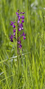 Anacamptis laxiflora (Orchidaceae)  - Anacamptide à fleurs lâches, Orchis à fleurs lâches - Loose-flowered Orchid Aveyron [France] 14/05/2008 - 560m