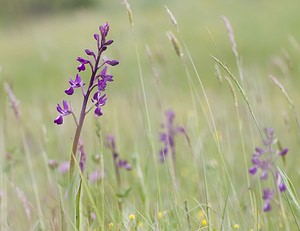 Anacamptis laxiflora (Orchidaceae)  - Anacamptide à fleurs lâches, Orchis à fleurs lâches - Loose-flowered Orchid Aveyron [France] 14/05/2008 - 650m