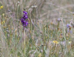 Anacamptis morio (Orchidaceae)  - Anacamptide bouffon, Orchis bouffon Herault [France] 08/05/2008 - 750m