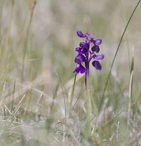 Anacamptis morio (Orchidaceae)  - Anacamptide bouffon, Orchis bouffon Herault [France] 08/05/2008 - 720m