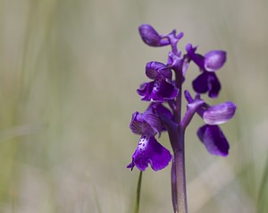 Anacamptis morio (Orchidaceae)  - Anacamptide bouffon, Orchis bouffon Herault [France] 08/05/2008 - 720m