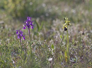 Anacamptis morio (Orchidaceae)  - Anacamptide bouffon, Orchis bouffon Aveyron [France] 08/05/2008 - 760mave ? droite un Ophrys passionis