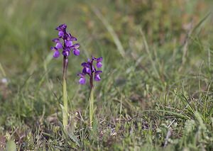 Anacamptis morio (Orchidaceae)  - Anacamptide bouffon, Orchis bouffon Aveyron [France] 08/05/2008 - 760m