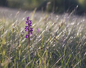 Anacamptis morio (Orchidaceae)  - Anacamptide bouffon, Orchis bouffon Aveyron [France] 13/05/2008 - 650m