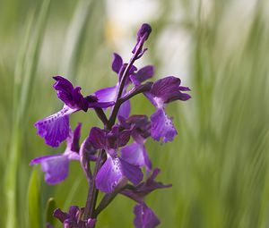 Anacamptis x alata (Orchidaceae)  - Anacamptide ailée, Orchis ailéAnacamptis laxiflora x Anacamptis morio. Aveyron [France] 14/05/2008 - 570m