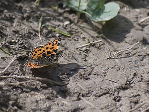 Araschnia levana (Nymphalidae)  - Carte géographique, Jaspé - Map Pas-de-Calais [France] 03/05/2008 - 70m