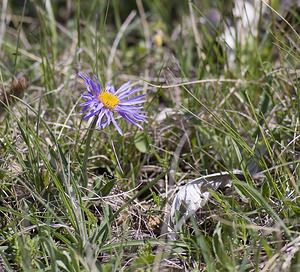 Aster alpinus (Asteraceae)  - Aster des Alpes Aveyron [France] 13/05/2008 - 820m