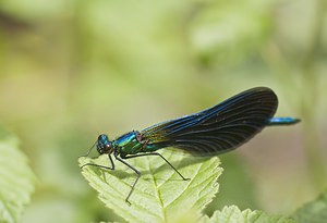 Calopteryx virgo (Calopterygidae)  - Caloptéryx vierge - Beautiful Damselfly Aveyron [France] 16/05/2008 - 640m