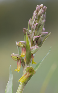 Coeloglossum viride (Orchidaceae)  - Coeloglosse vert, Orchis grenouille, Dactylorhize vert, Orchis vert - Frog Orchid Aveyron [France] 15/05/2008 - 770m