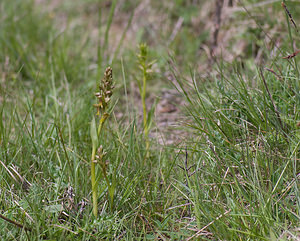 Coeloglossum viride (Orchidaceae)  - Coeloglosse vert, Orchis grenouille, Dactylorhize vert, Orchis vert - Frog Orchid Aveyron [France] 15/05/2008 - 770m