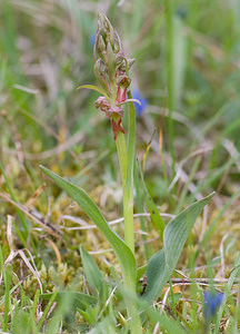 Coeloglossum viride (Orchidaceae)  - Coeloglosse vert, Orchis grenouille, Dactylorhize vert, Orchis vert - Frog Orchid Aveyron [France] 16/05/2008 - 870m