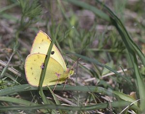 Colias alfacariensis (Pieridae)  - Fluoré - Berger's Clouded Yellow Aveyron [France] 13/05/2008 - 740m