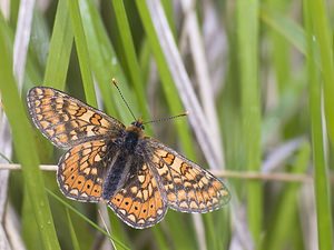 Euphydryas aurinia (Nymphalidae)  - Damier de la Succise - Marsh Fritillary Aveyron [France] 12/05/2008 - 510m