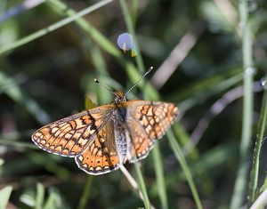 Euphydryas aurinia (Nymphalidae)  - Damier de la Succise - Marsh Fritillary Aveyron [France] 13/05/2008 - 700m