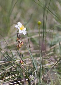 Helianthemum apenninum (Cistaceae)  - Hélianthème des Apennins - White Rock-rose Herault [France] 08/05/2008 - 750m