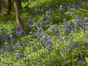 Hyacinthoides non-scripta (Asparagaceae)  - Jacinthe des bois - Bluebell Pas-de-Calais [France] 01/05/2008 - 160m