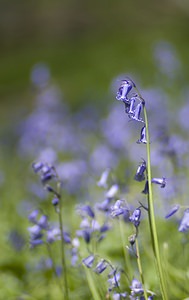 Hyacinthoides non-scripta (Asparagaceae)  - Jacinthe des bois - Bluebell Pas-de-Calais [France] 01/05/2008 - 160m