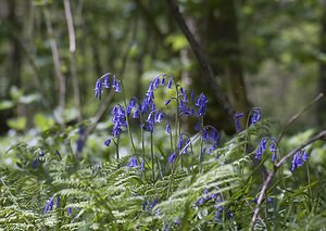 Hyacinthoides non-scripta (Asparagaceae)  - Jacinthe des bois - Bluebell Pas-de-Calais [France] 01/05/2008 - 130m