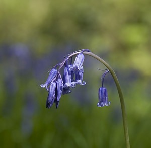 Hyacinthoides non-scripta (Asparagaceae)  - Jacinthe des bois - Bluebell Pas-de-Calais [France] 01/05/2008 - 130m