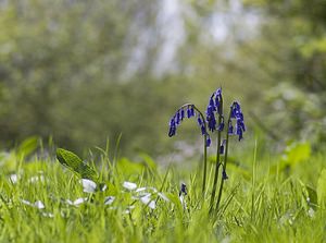 Hyacinthoides non-scripta (Asparagaceae)  - Jacinthe des bois - Bluebell Pas-de-Calais [France] 01/05/2008 - 150mcurieux comme une simple diff?rence d'angle peut changer une photo, celle-ci ? plat-ventre