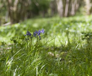 Hyacinthoides non-scripta (Asparagaceae)  - Jacinthe des bois - Bluebell Pas-de-Calais [France] 01/05/2008 - 150m