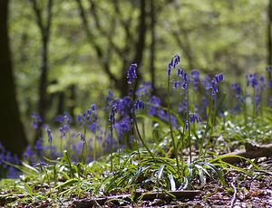 Hyacinthoides non-scripta (Asparagaceae)  - Jacinthe des bois - Bluebell Pas-de-Calais [France] 01/05/2008 - 150m