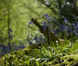 Hyacinthoides non-scripta (Asparagaceae)  - Jacinthe des bois - Bluebell Pas-de-Calais [France] 01/05/2008 - 150m