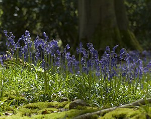 Hyacinthoides non-scripta (Asparagaceae)  - Jacinthe des bois - Bluebell Pas-de-Calais [France] 01/05/2008 - 150m